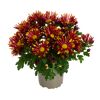 Herbst Chrysantheme 'Sollinea®' verschiedene Farben 12 cm Topf