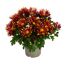Herbst Chrysantheme 'Sollinea®' verschiedene Farben 12 cm Topf