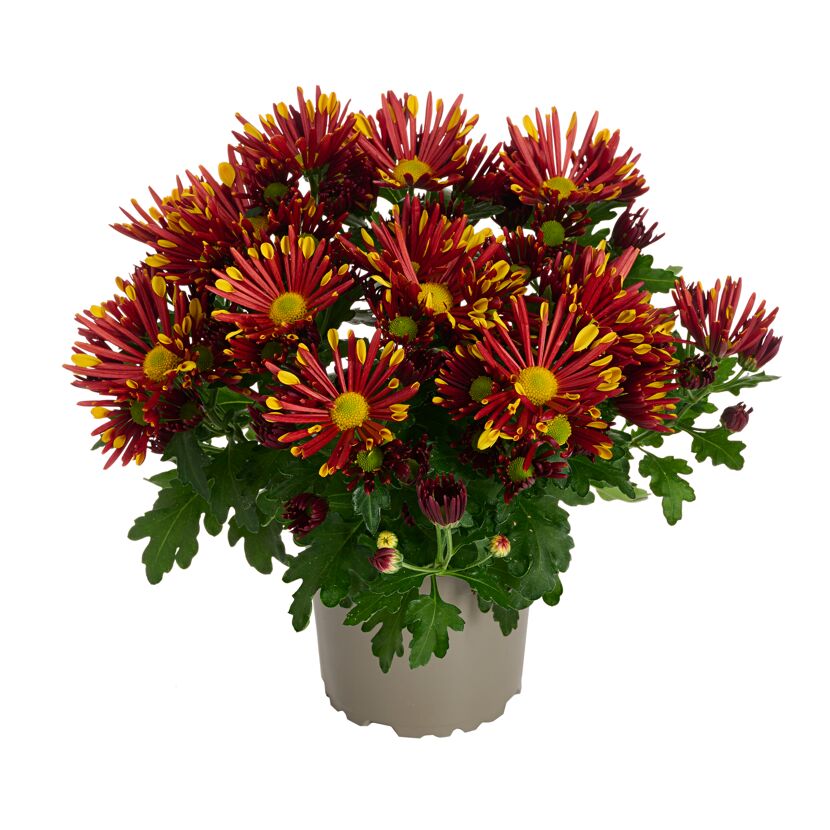Herbst Chrysantheme 'Sollinea®' verschiedene Farben 12 cm Topf