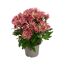 Herbst Chrysantheme 'Sollinea®' verschiedene Farben 12 cm Topf