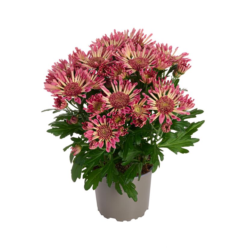 Herbst Chrysantheme 'Sollinea®' verschiedene Farben 12 cm Topf