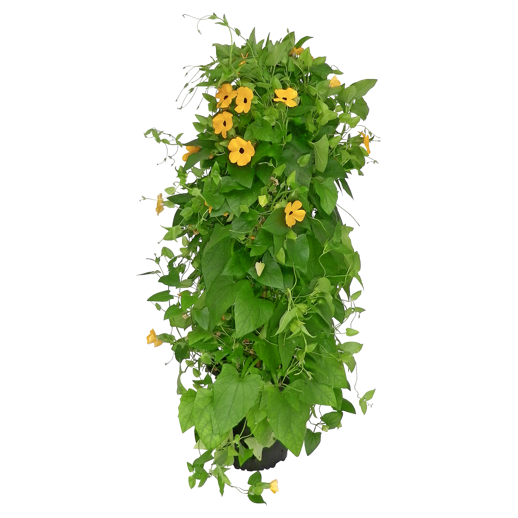 Schwarzäugige Susanne Pyramide verschiedene Farben, 19 cm Topf