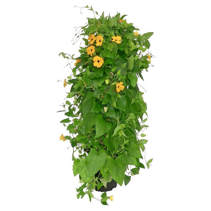 Schwarzäugige Susanne Pyramide verschiedene Farben, 19 cm Topf