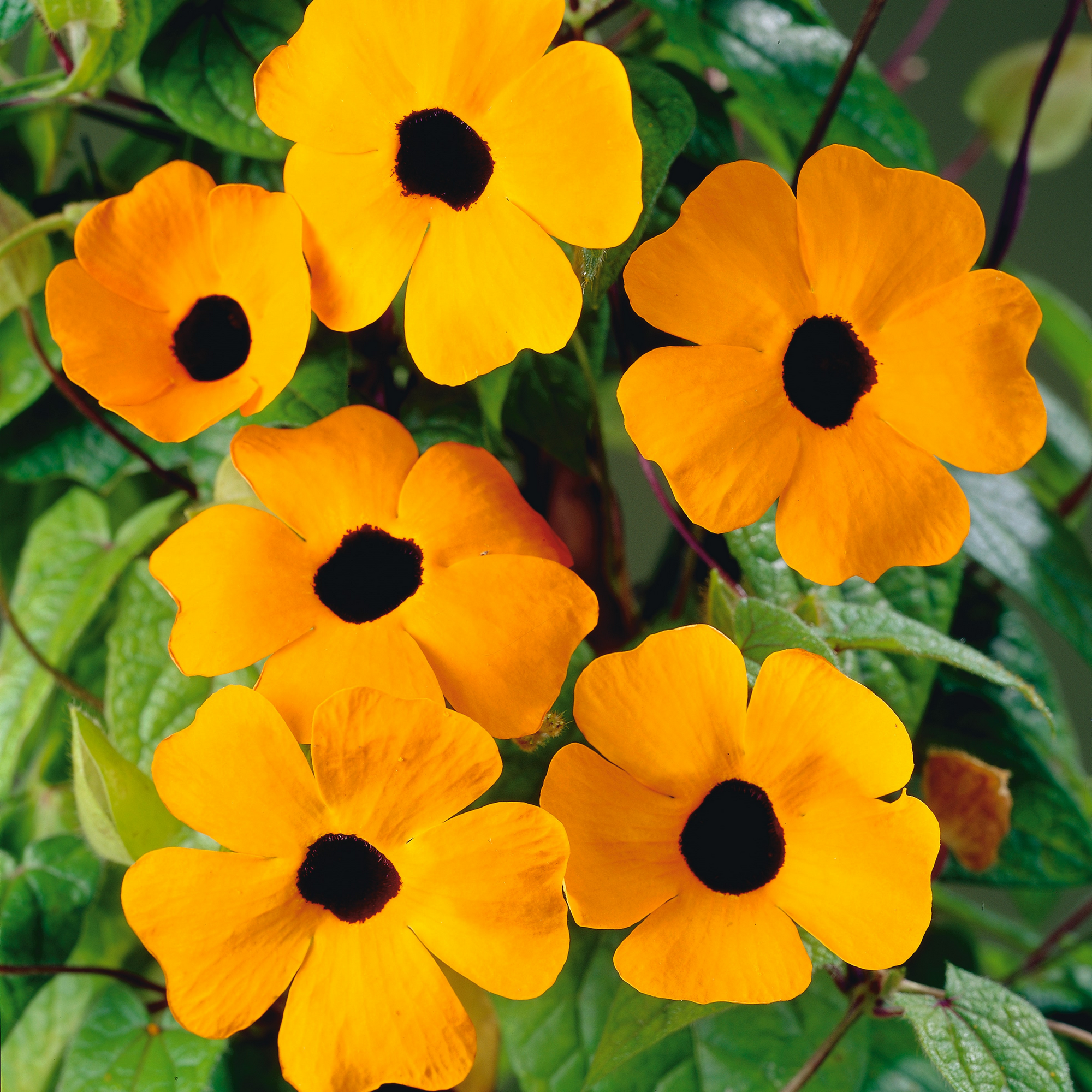 Schwarzäugige Susanne Pyramide verschiedene Farben, 19 cm Topf