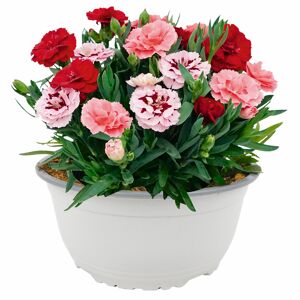 Nelke 'Oscar®' Trio 21 cm Topf