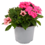 Beetpflanzen Duo 12 cm Topf