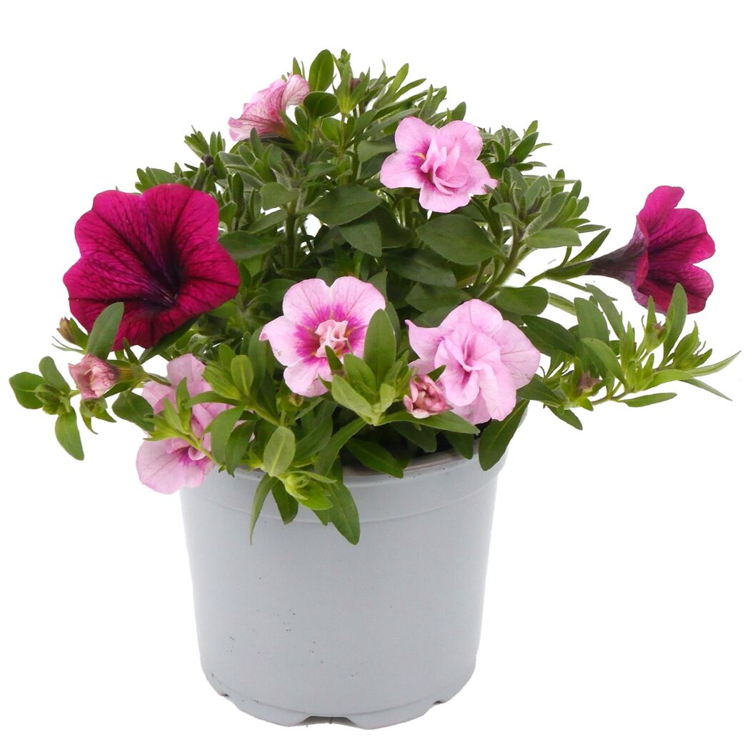 Beetpflanzen Duo 12 cm Topf