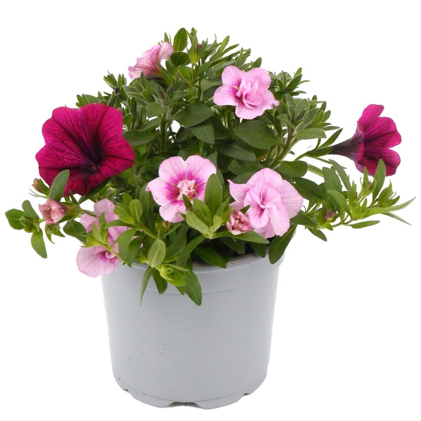 Beetpflanzen Duo 12 cm Topf