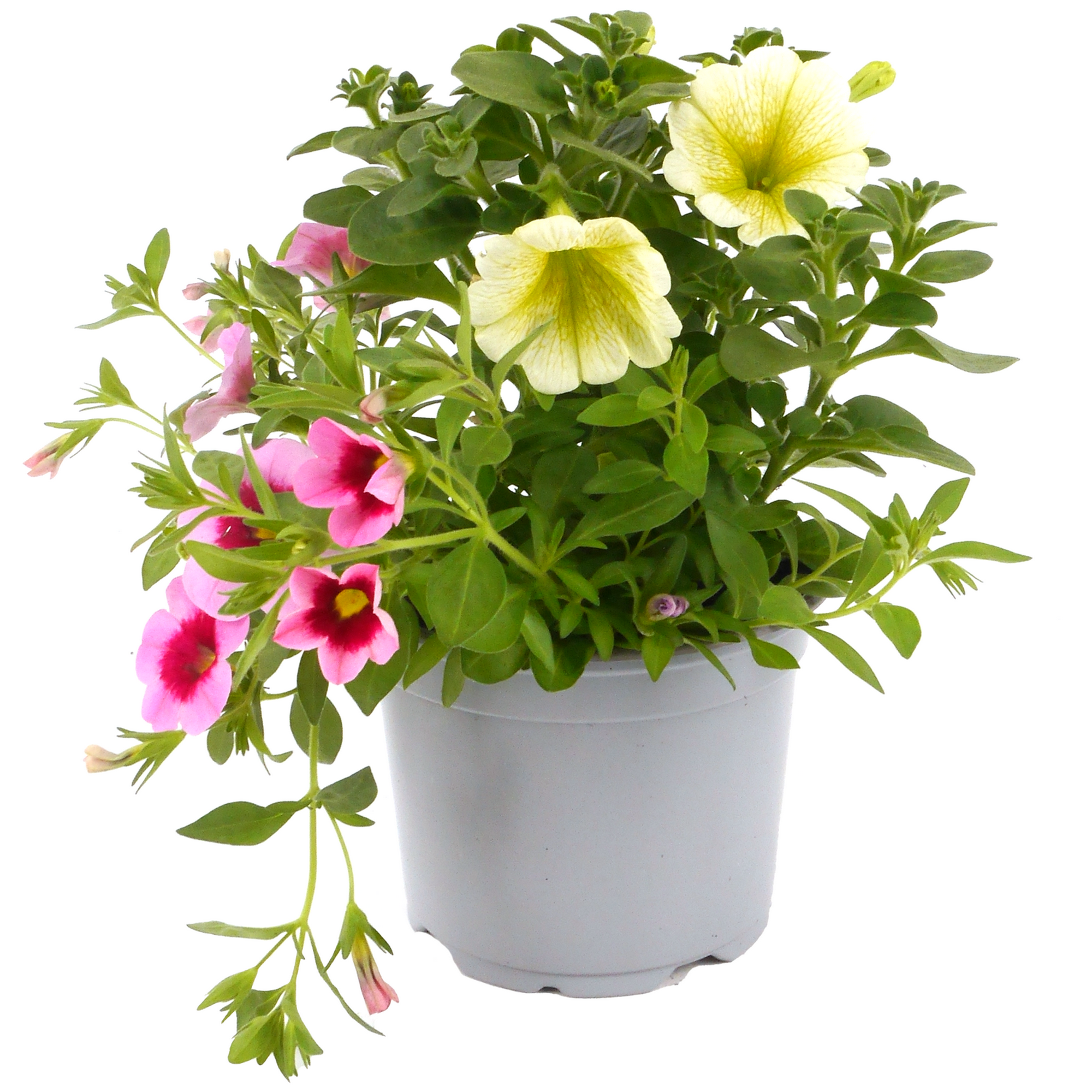 Beetpflanzen Duo 12 cm Topf