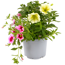 Beetpflanzen Duo 12 cm Topf