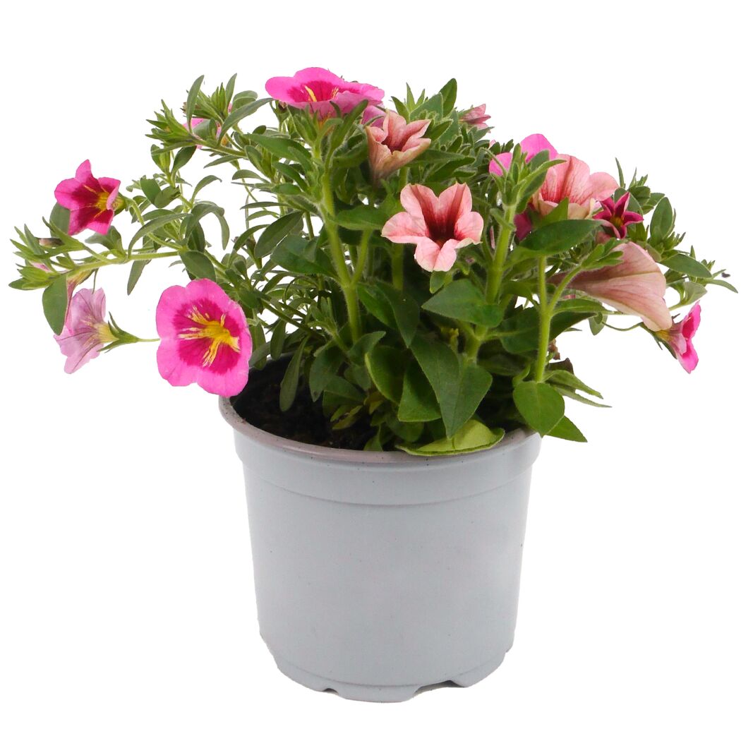 Beetpflanzen Duo 12 cm Topf