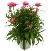 Strohblume verschiedene Farben 14 cm Topf