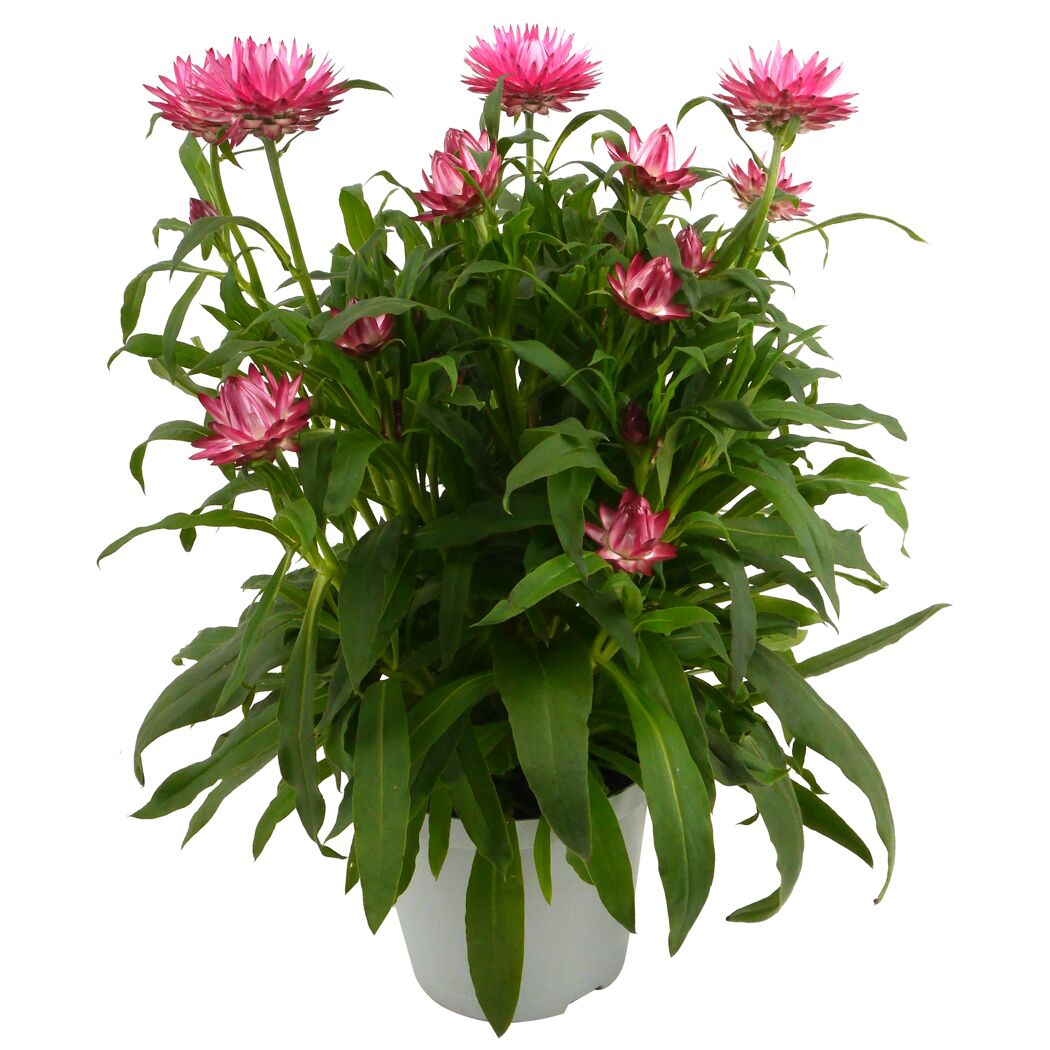 Strohblume verschiedene Farben 14 cm Topf