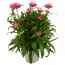 Strohblume verschiedene Farben 14 cm Topf