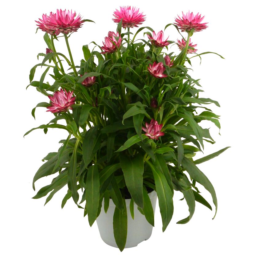 Strohblume verschiedene Farben 14 cm Topf