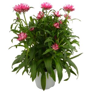 Strohblume verschiedene Farben 14 cm Topf