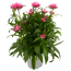 Strohblume verschiedene Farben 14 cm Topf