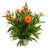 Strohblume verschiedene Farben 14 cm Topf