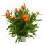 Strohblume verschiedene Farben 14 cm Topf