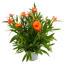 Strohblume verschiedene Farben 14 cm Topf