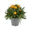 Strohblume verschiedene Farben 14 cm Topf