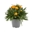 Strohblume verschiedene Farben 14 cm Topf
