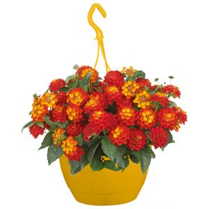 Wandelröschen Ampel mit Wasserspeicher 27 cm Topf