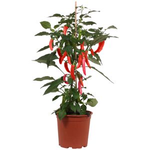 Gemüse 'Pick-&-Joy®' verschiedene Sorten 19 cm Topf