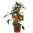 Gemüse 'Pick-&-Joy®'  verschiedene Sorten 19 cm Topf