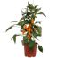 Gemüse 'Pick-&-Joy®'  verschiedene Sorten 19 cm Topf