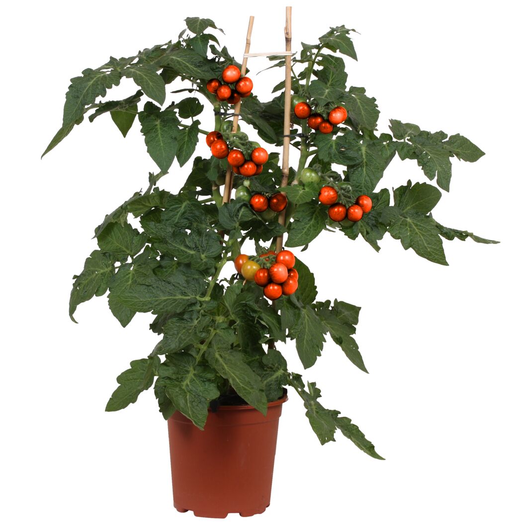 Gemüse 'Pick-&-Joy®'  verschiedene Sorten 19 cm Topf