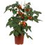 Gemüse 'Pick-&-Joy®'  verschiedene Sorten 19 cm Topf