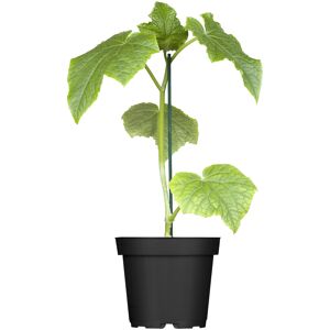 Naturtalent by toom® Bio Melonen verschiedene Sorten 13 cm Topf