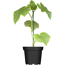 Naturtalent by toom® Bio Melonen verschiedene Sorten 13 cm Topf