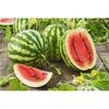 Naturtalent by toom® Bio Melonen verschiedene Sorten 13 cm Topf