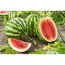 Naturtalent by toom® Bio Melonen verschiedene Sorten 13 cm Topf