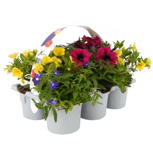 Sommerblumen 'MixMasters®' 6er-Tray