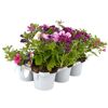 Sommerblumen 'MixMasters®' 6er-Tray