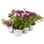 Sommerblumen 'MixMasters®' 6er-Tray