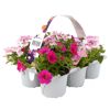 Sommerblumen 'MixMasters®' 6er-Tray