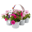 Sommerblumen 'MixMasters®' 6er-Tray