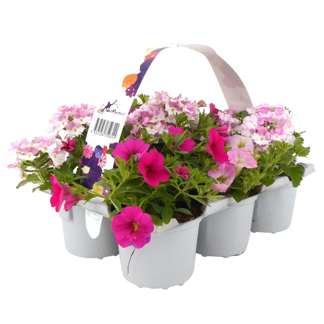 Sommerblumen 'MixMasters®' 6er-Tray