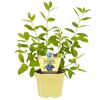 Bio-Balkonobst verschiedene Sorten 12 cm Topf