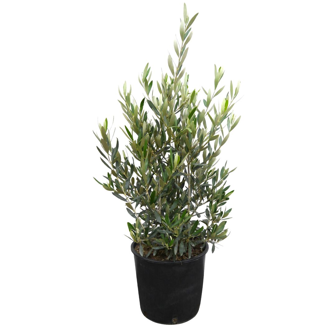 Olive 90 cm Busch, 25 cm Topf