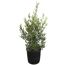 Olive 90 cm Busch, 25 cm Topf