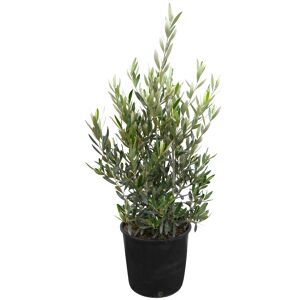Olive 90 cm Busch, 25 cm Topf