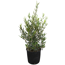 Olive 90 cm Busch, 25 cm Topf