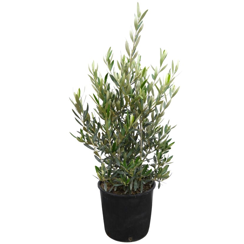 Olive 90 cm Busch, 25 cm Topf