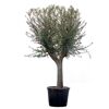 Olive 210 cm verzweigt 30 Jahre, 90 cm Topf