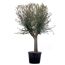 Olive 210 cm verzweigt 30 Jahre, 90 cm Topf